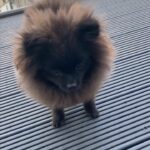 xxs Pomeranian girl