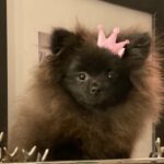 Pomeranian female xxs size