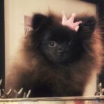 Pomeranian female in London