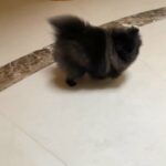 Pomeranian girl in London