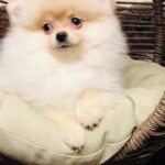 very tiny Pomeranian boy