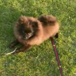 xxs Pomeranian girl