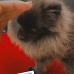 xxs Pomeranian girl