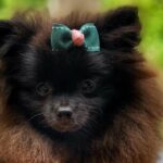 Pomeranian girl in London