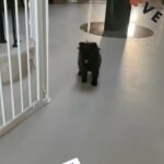 xxs Pomeranian girl in London