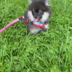 teacup Pomeranian girl