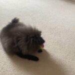 Pomeranian girl in London