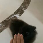 xxs Pomeranian gilr in London