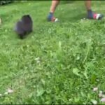 xs Pomeranian girl