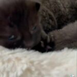 fluffy Kittens