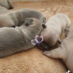 French Bulldogs CHAMPION BLOODLINES. KC REGISTERED