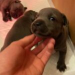 blue Staffordshire bull terrier puppies