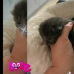 Fluffy Kittens