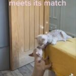 Cheeky Frenchir Puppies
