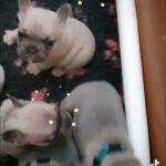French Bulldog Puppies