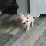 French bulldog Puppies