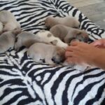 French Bulldogs KC 2 weeks old