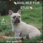 French Bulldog STUD ONLY