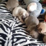 KC FRENCH Bulldogs