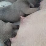 KC French Bulldogs