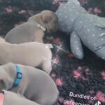 French bulldog Puppies