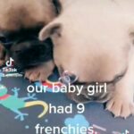 French Bulldog Puppies