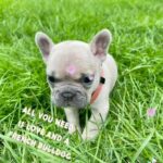 French Bulldog Puppies
