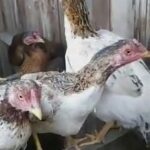 Shamo hens in Newent