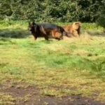 German shepherd boy