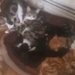 Ginger and Tabby Kittens Streatham Hill