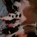 Saint Bernard puppies available