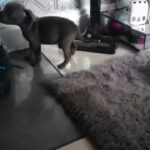 Staffy pups
