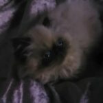 GCCF Seal point Persian kitten