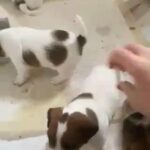 Jack Russel terrier puppies for sale