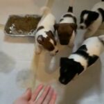 Jack Russel Terrier puppies