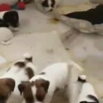 Jack Russel terrier puppies for sale