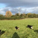 3 puppy’s for sale