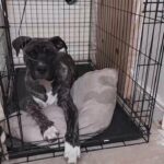 staffy x cane corsa big breed no time waster