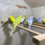 Budgies for Sell
