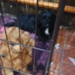 Cockapoo pups