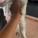 Full pedigree Persian chinchilla girl