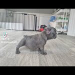 lilac boy ready now ! kc registered