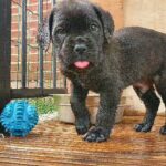 CANE CORSO x DDB PUPPIES