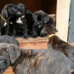 CANE CORSO x DDB PUPPIES