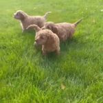 cockapoo puppies