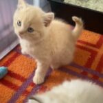 cream British shorthair boy