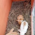 Baby Rabbits