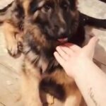 Sweet German’s puppy girl