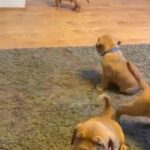 dogue de Bordeaux boys