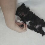 Mini toy Poodle puppy